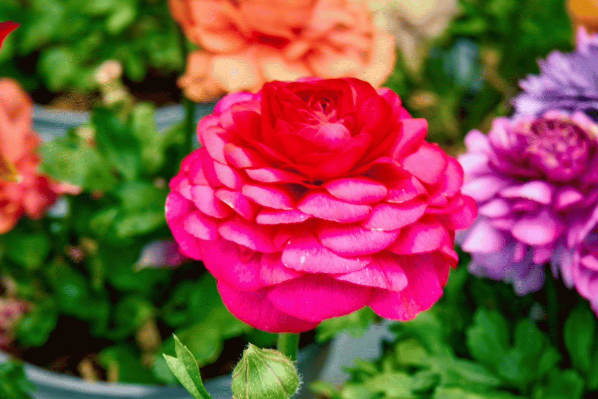 How to grow and care for ranunculus.png
